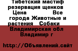 Тибетский мастиф резервация щенков › Цена ­ 100 000 - Все города Животные и растения » Собаки   . Владимирская обл.,Владимир г.